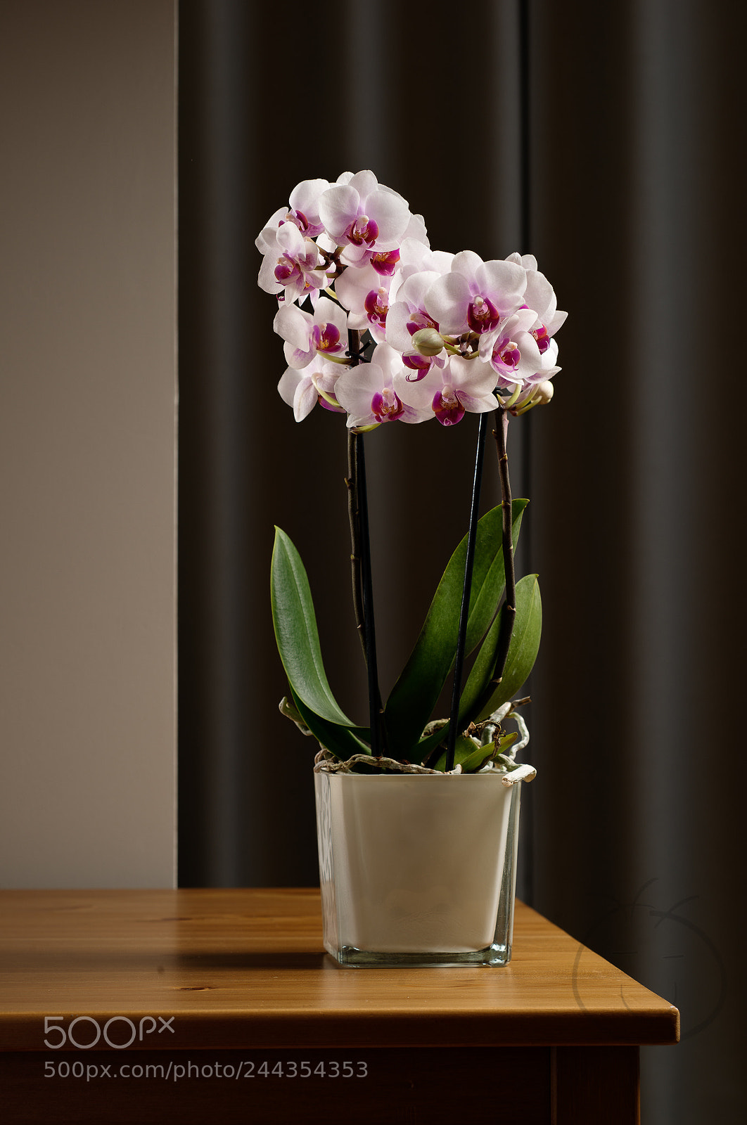 Nikon D800 sample photo. Precious gifts... photography