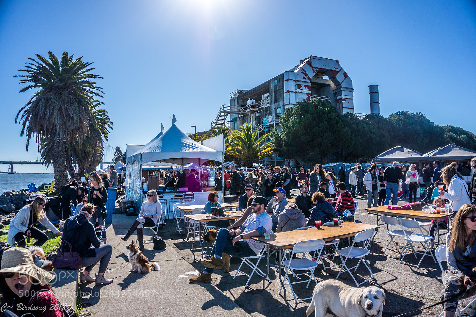 Sony Alpha a5000 (ILCE 5000) sample photo. Tresure fest dsc photography