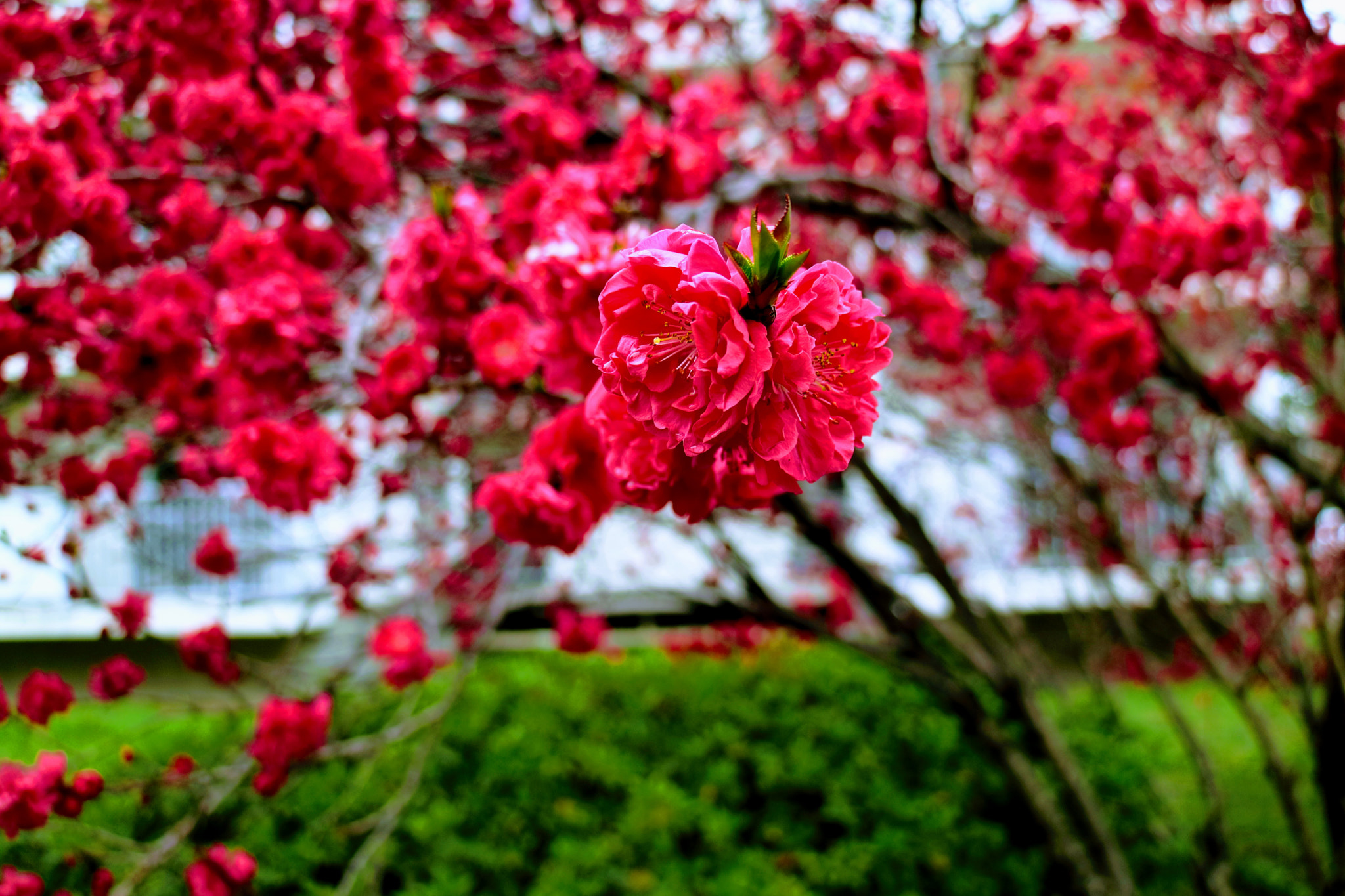 Canon EOS M3 sample photo. Red sakura flower photography