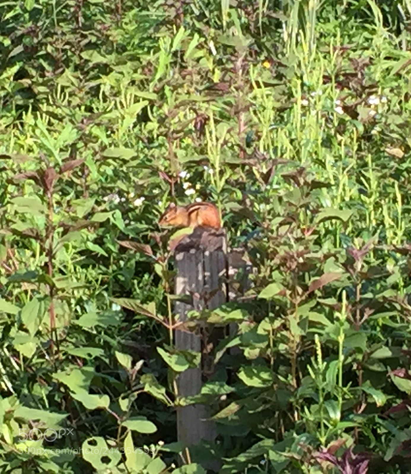 Apple iPhone 6 Plus sample photo. Saw the chipmunk sitting photography