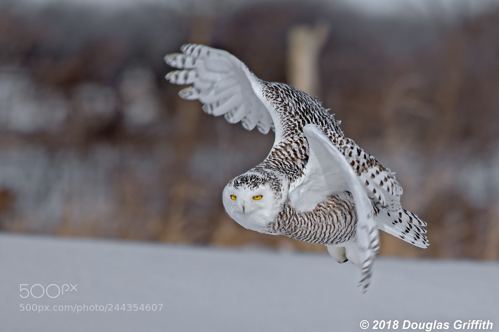 Nikon D500 sample photo. Manoeuvering female snowy owl photography