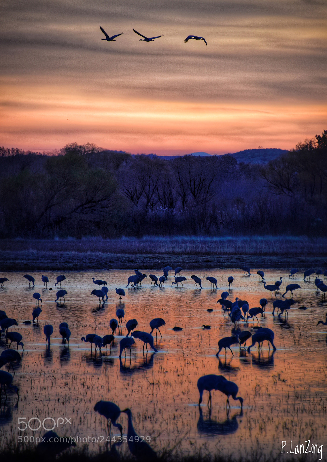 Nikon D810 sample photo. Birdland, new mexico photography