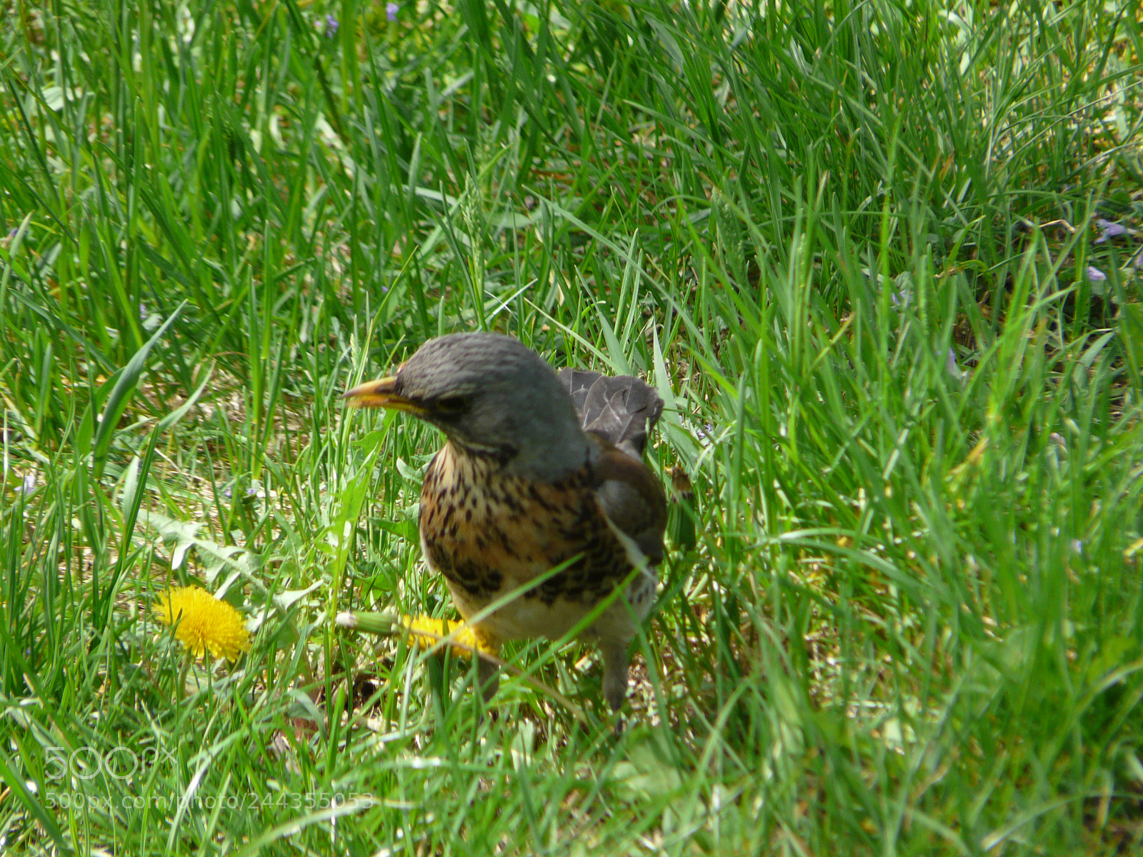 Panasonic DMC-FZ18 sample photo. P photography