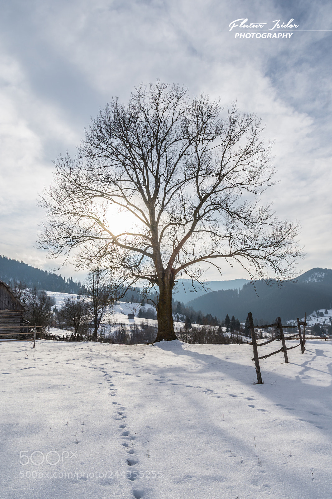 Nikon D7200 sample photo. The tree photography