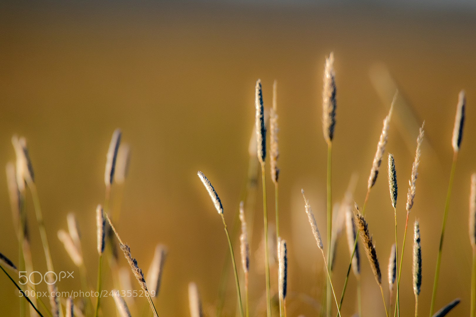 Canon EOS 7D Mark II sample photo. Grass photography