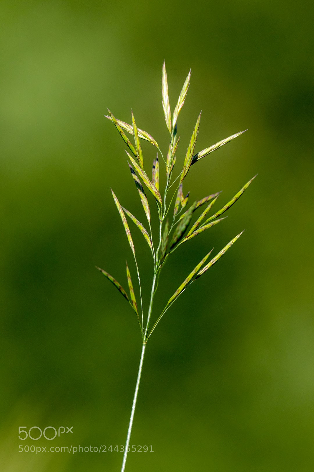 Canon EOS 7D Mark II sample photo. Grass photography
