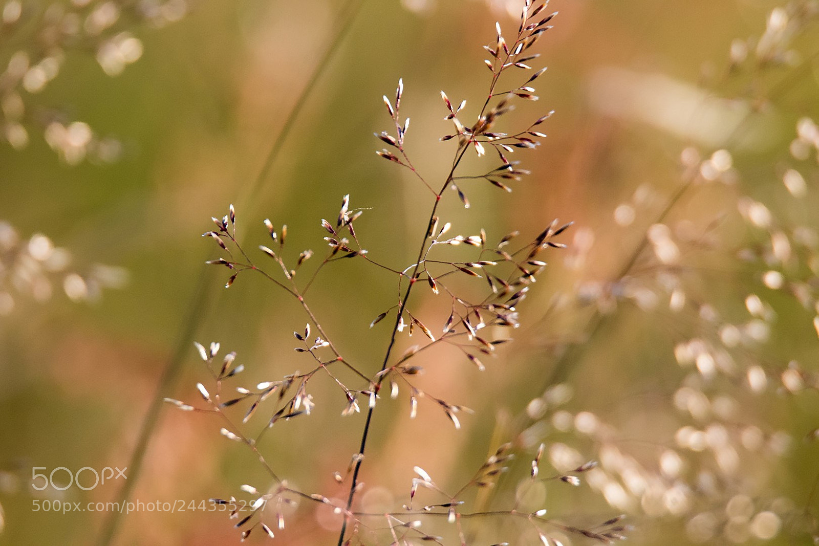 Canon EOS 7D Mark II sample photo. Grass photography
