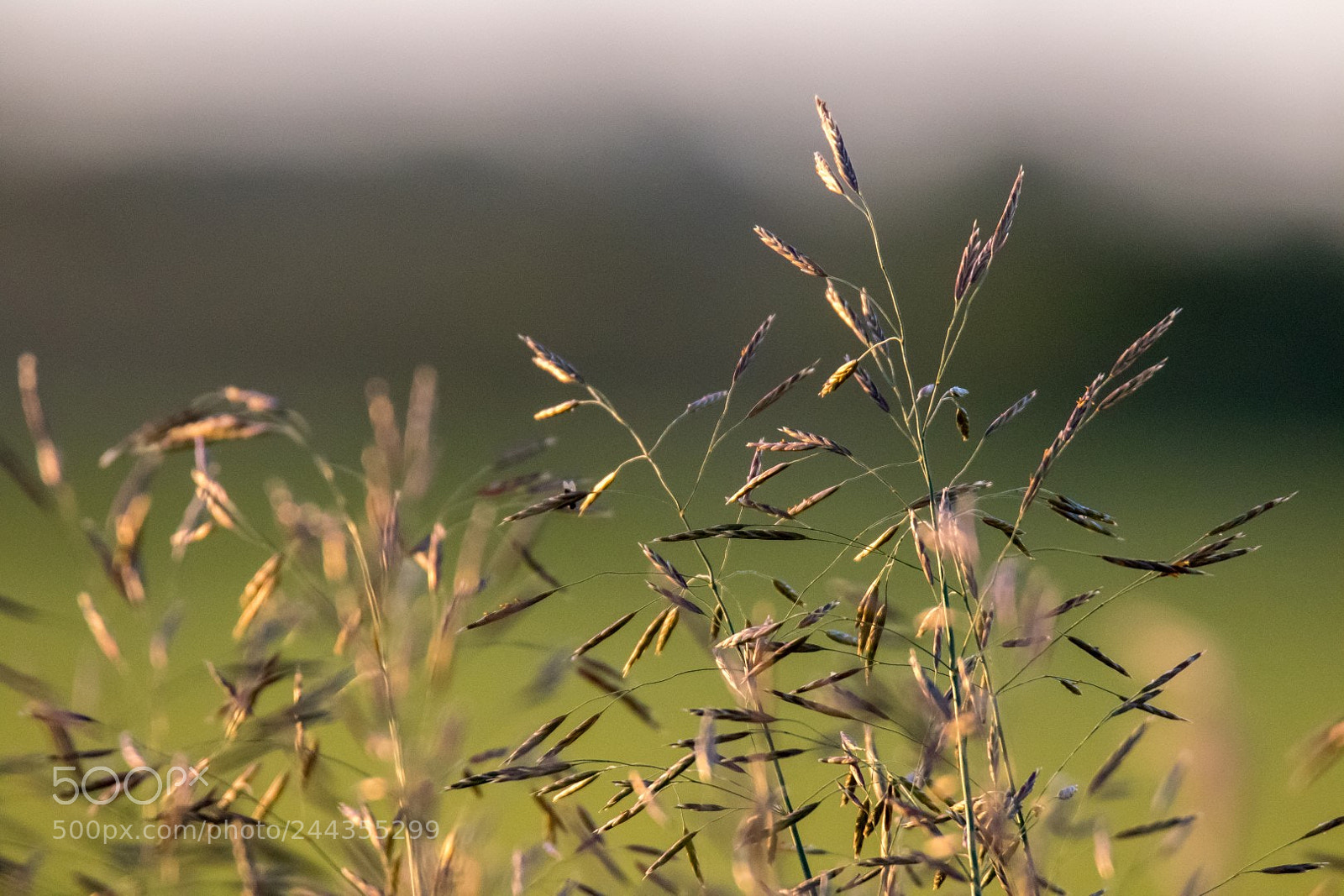 Canon EOS 7D Mark II sample photo. Grass photography