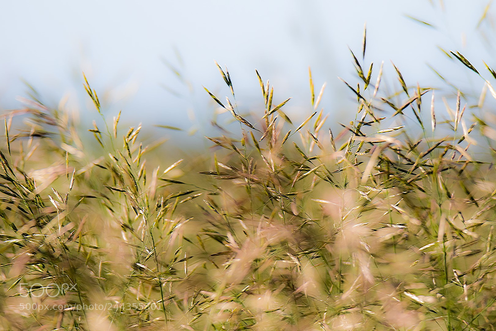 Canon EOS 7D Mark II sample photo. Grass photography