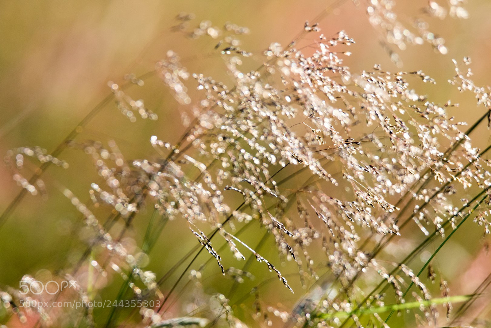 Canon EOS 7D Mark II sample photo. Grass photography