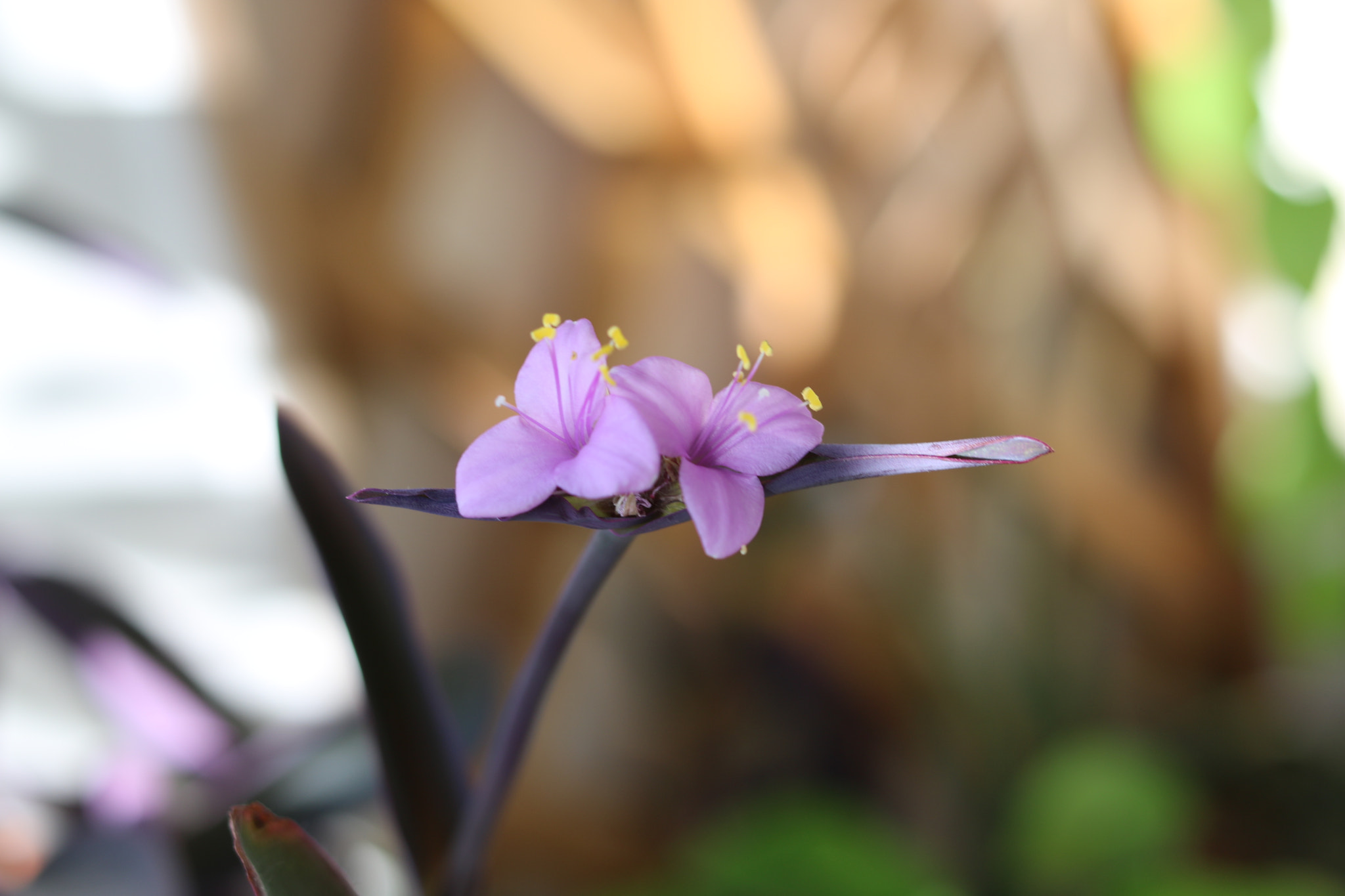 Canon EOS 750D (EOS Rebel T6i / EOS Kiss X8i) + Canon EF 40mm F2.8 STM sample photo