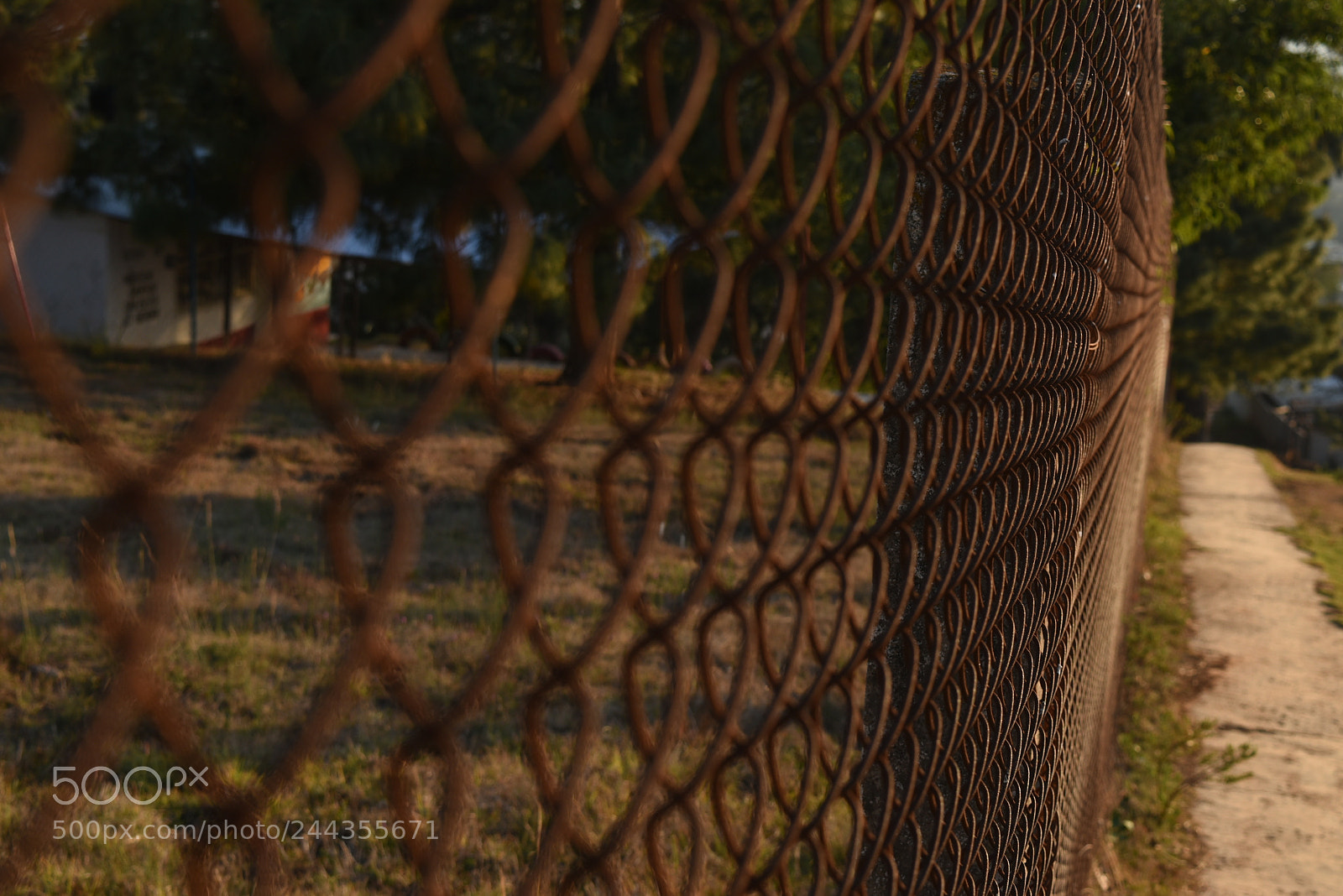 Nikon D5500 sample photo. Reja con arbol photography