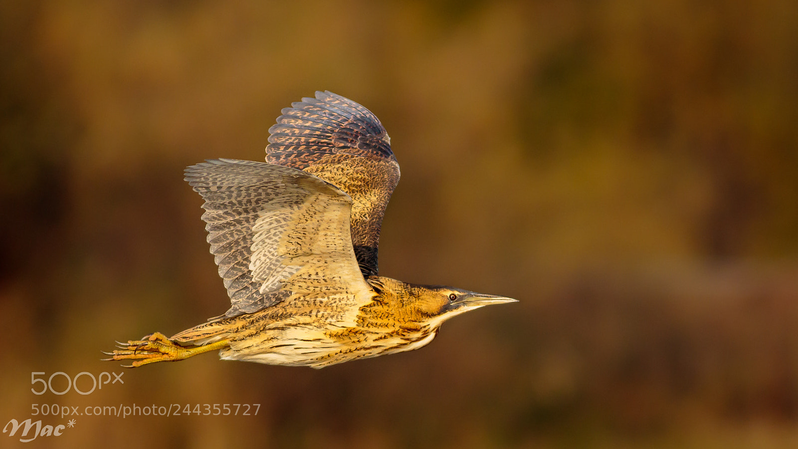 Canon EOS 7D Mark II sample photo. Eurasian bittern-roerdomp photography