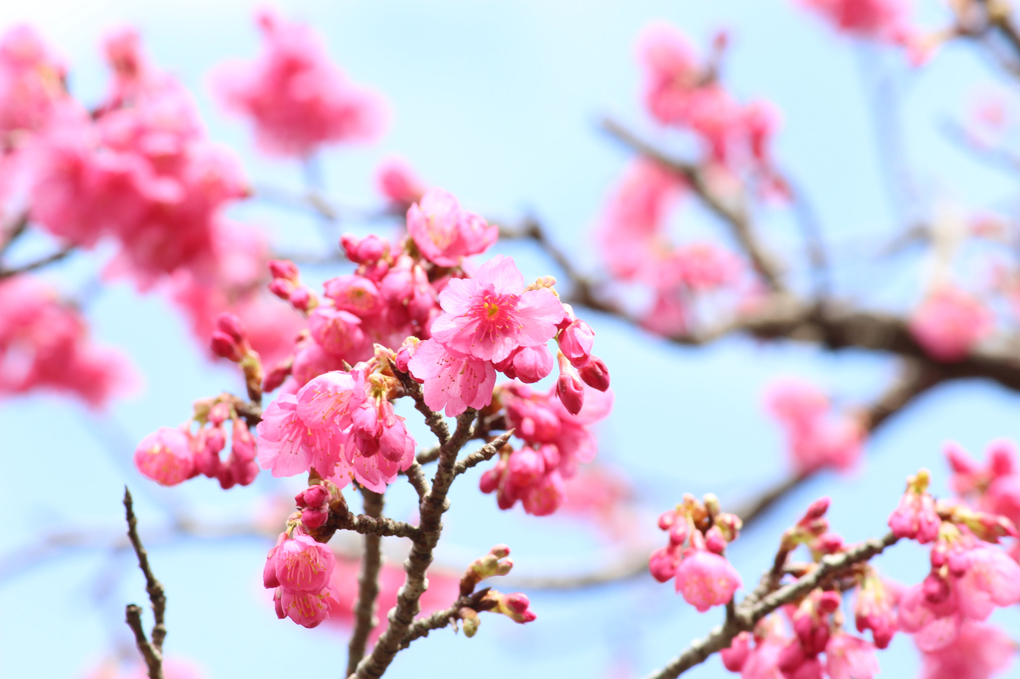Canon EOS 100D (EOS Rebel SL1 / EOS Kiss X7) sample photo. Sakura photography