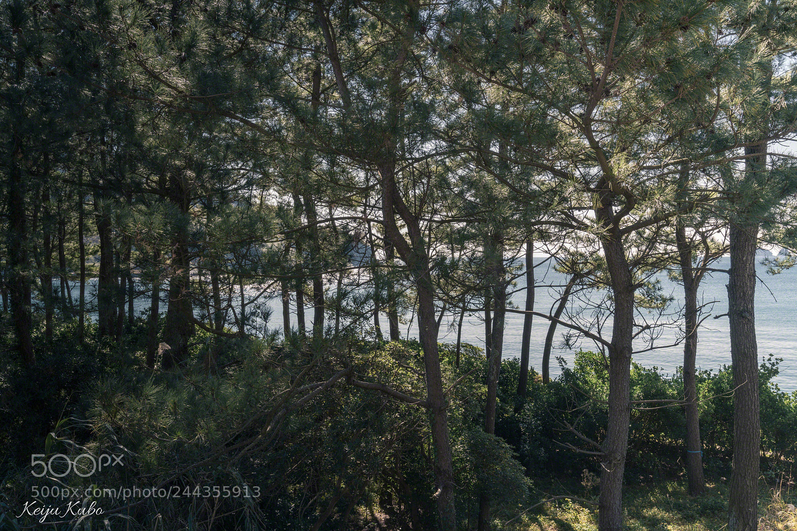 Sony a7R III sample photo. Pine grove along the photography