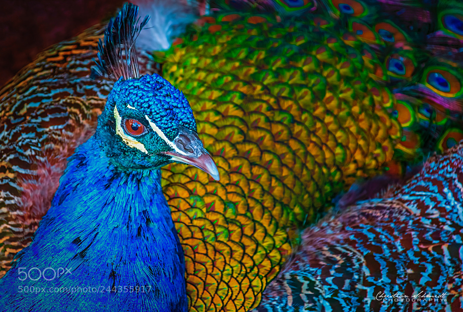 Nikon D7100 sample photo. The peacock photography