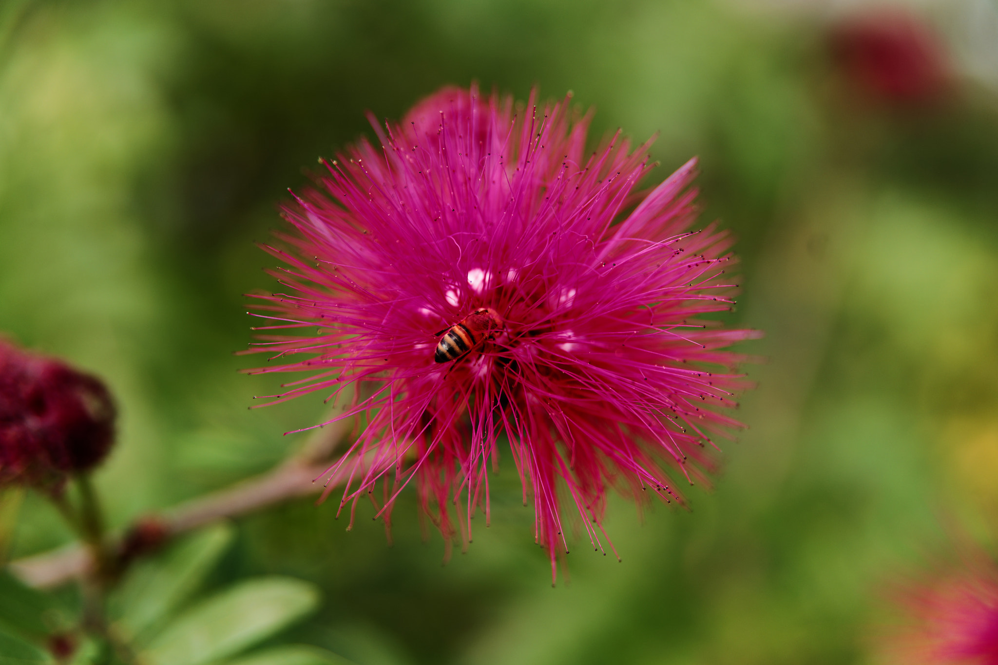 Tamron Lens (255) sample photo. Bumblebee landing photography