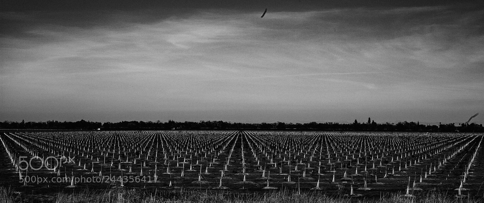 Leica M (Typ 240) sample photo. Untitled 89 photography