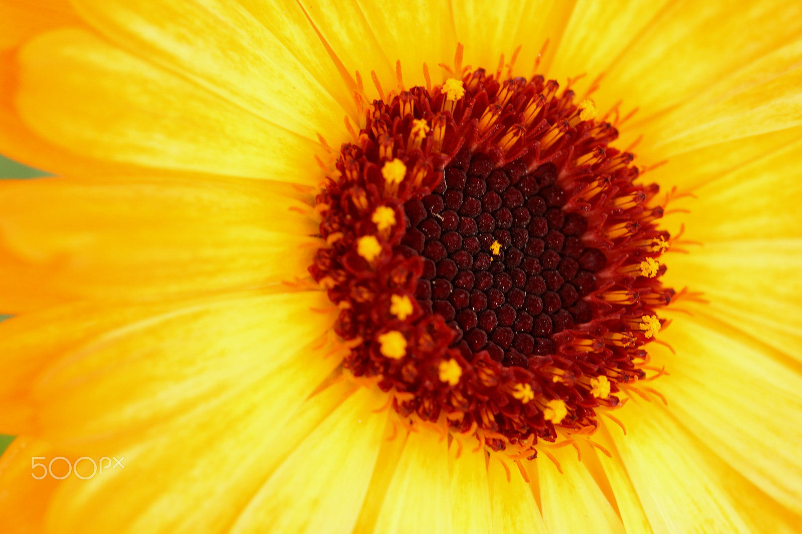 Canon EF 100mm F2.8 Macro USM sample photo. Calendula photography