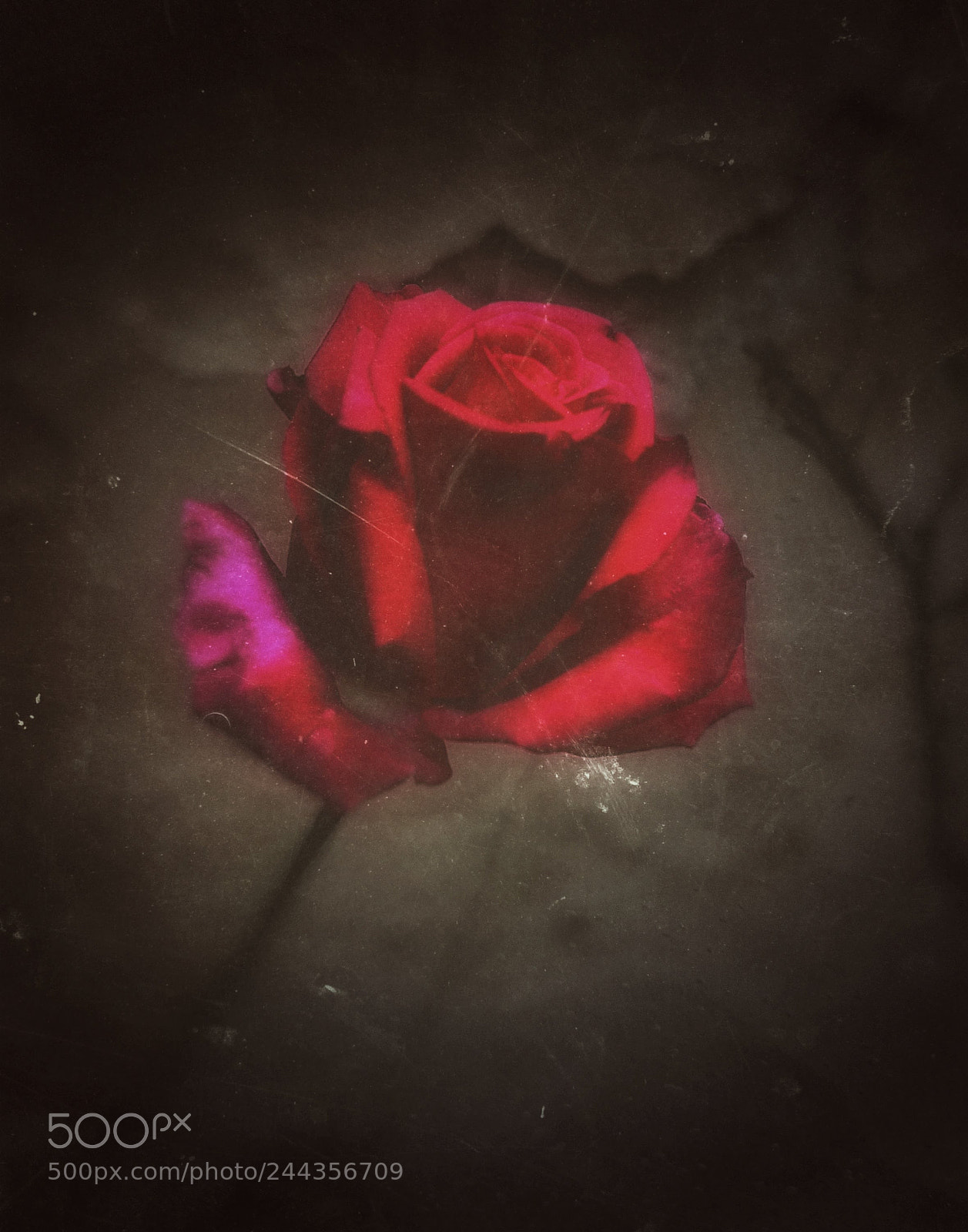 Samsung Galaxy S7 sample photo. Winter rose rosa de photography