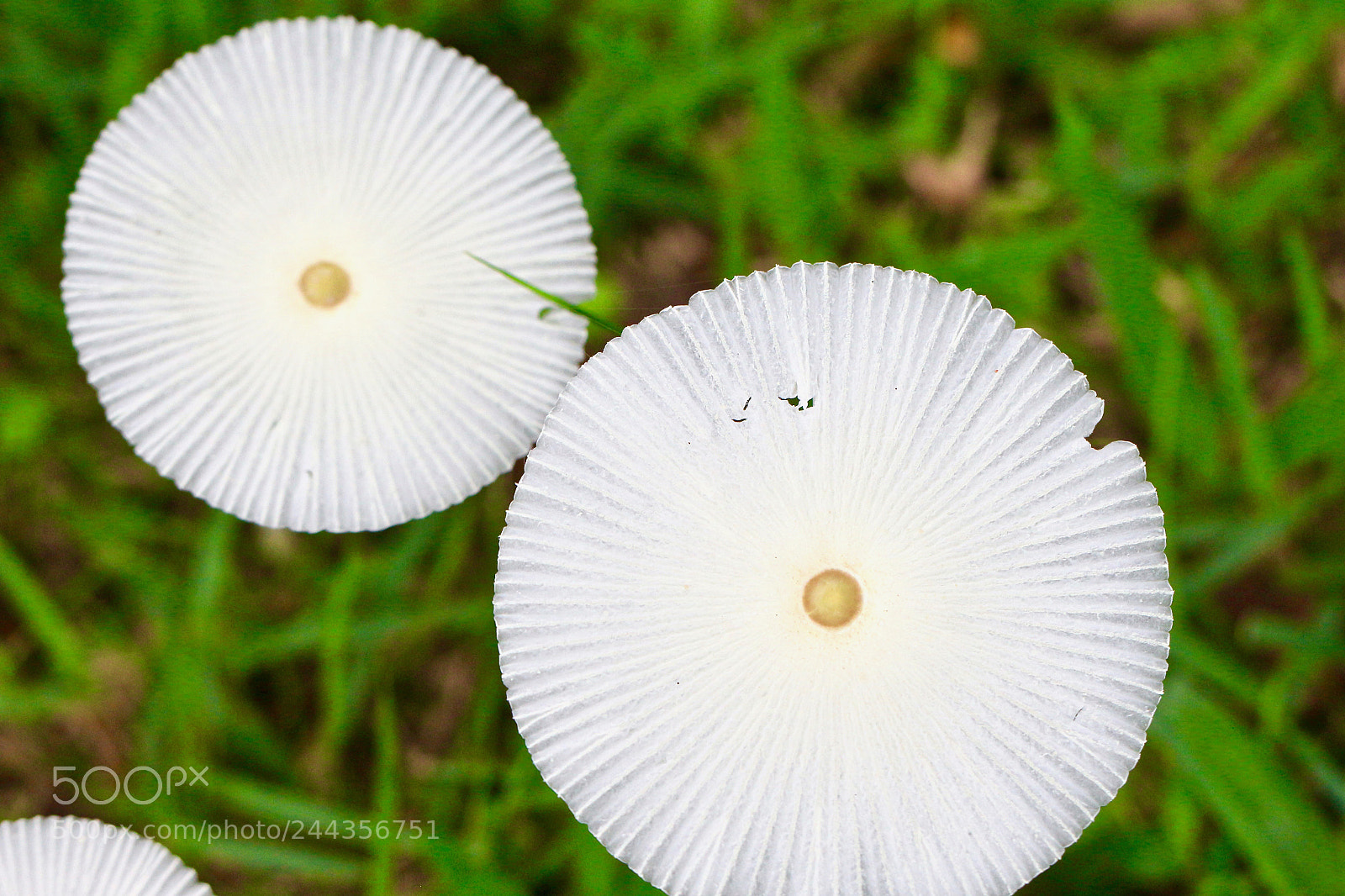 Canon EOS 700D (EOS Rebel T5i / EOS Kiss X7i) sample photo. Ephemeral beauty photography