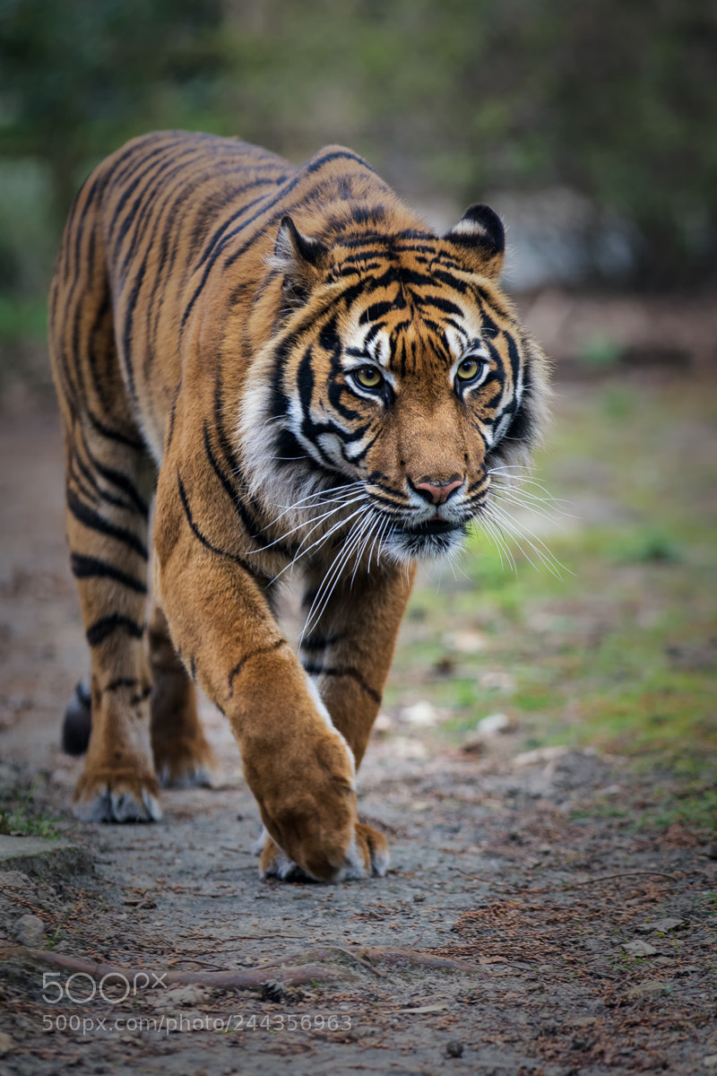 Canon EOS 7D Mark II sample photo. Sumatra tiger photography