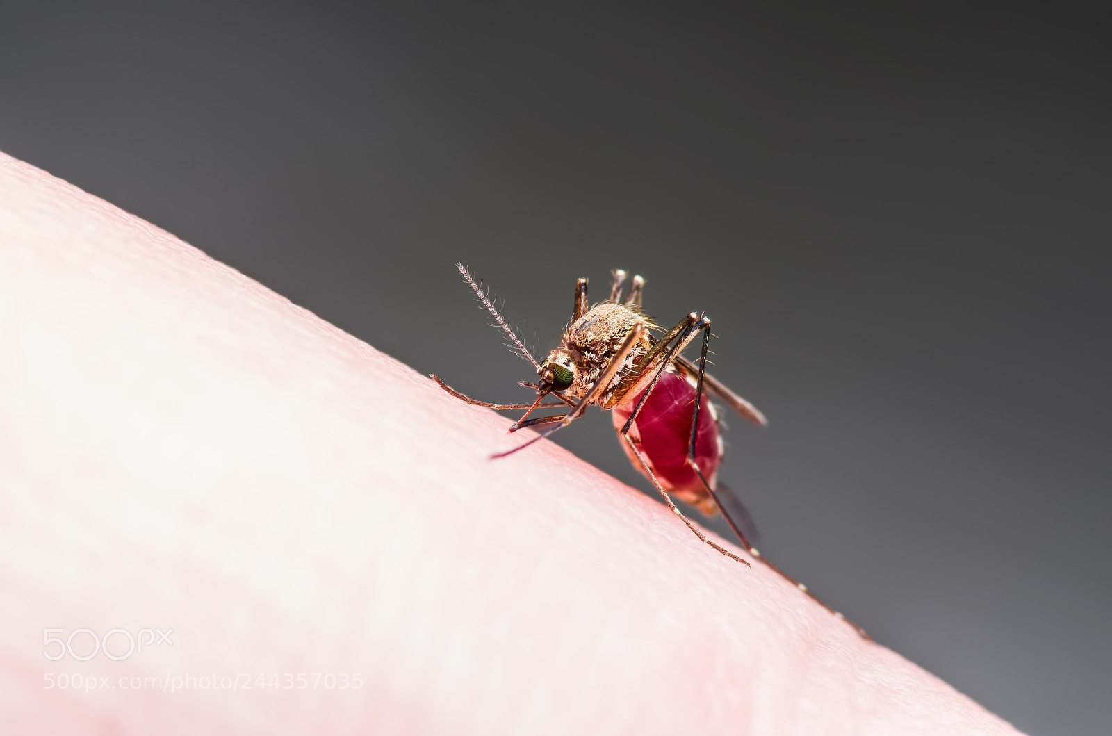 Pentax K-30 sample photo. Yellow fever, malaria or photography