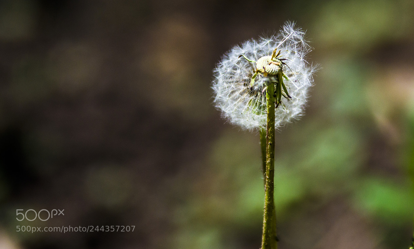 Nikon D3100 sample photo. Dandelion photography