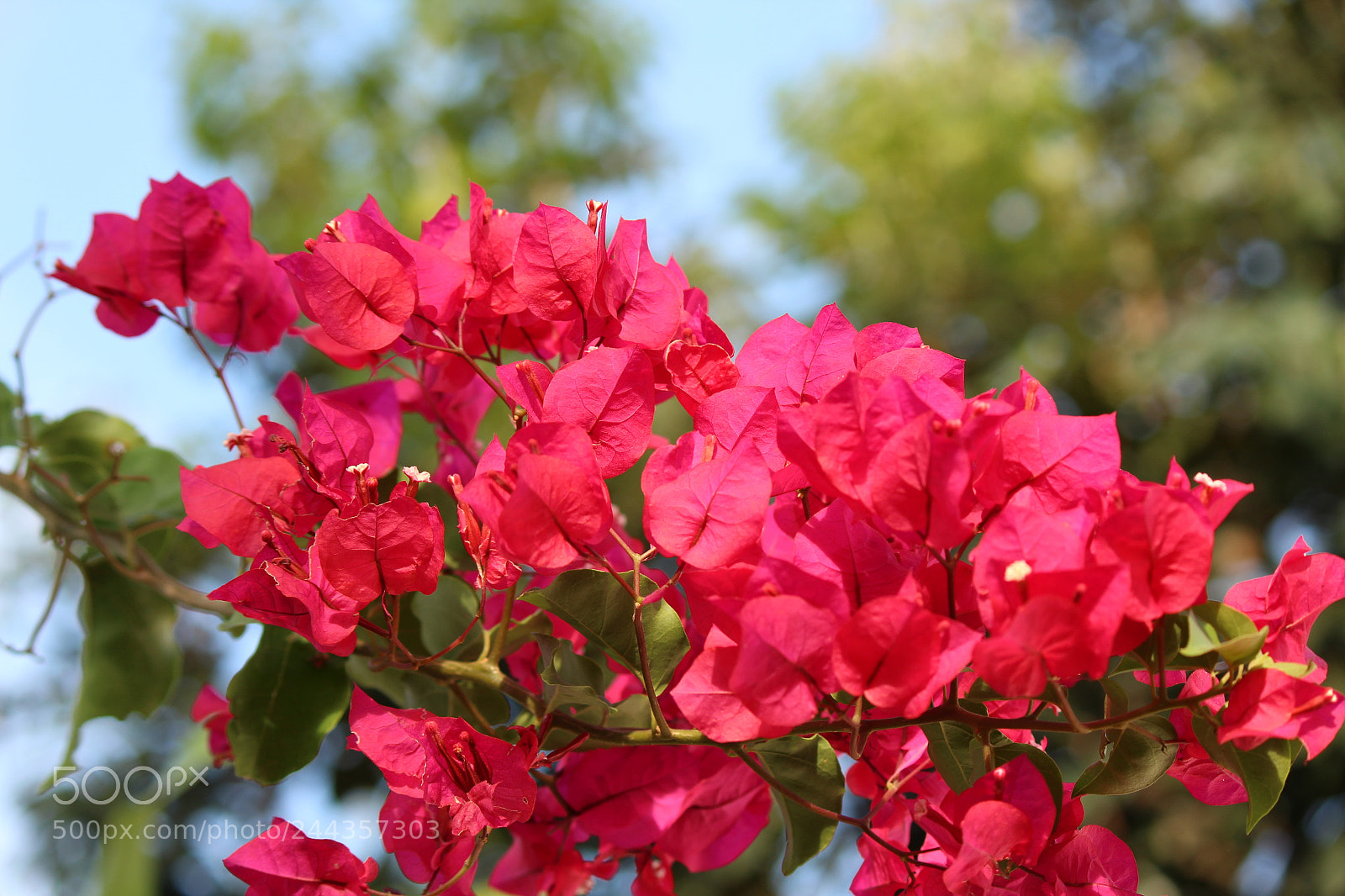 Canon EF-S 55-250mm F4-5.6 IS II sample photo. Img photography