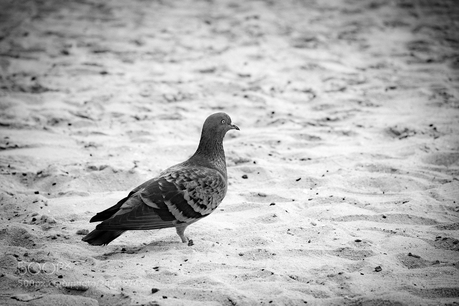 Nikon D500 sample photo. Untitled photography