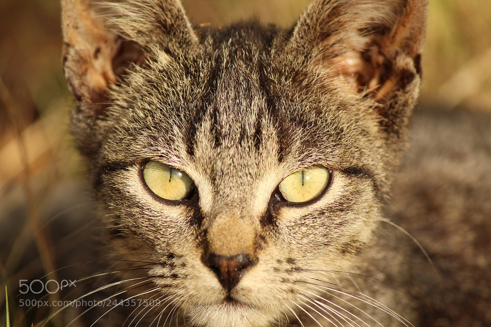 Canon EF-S 55-250mm F4-5.6 IS II sample photo. Img photography