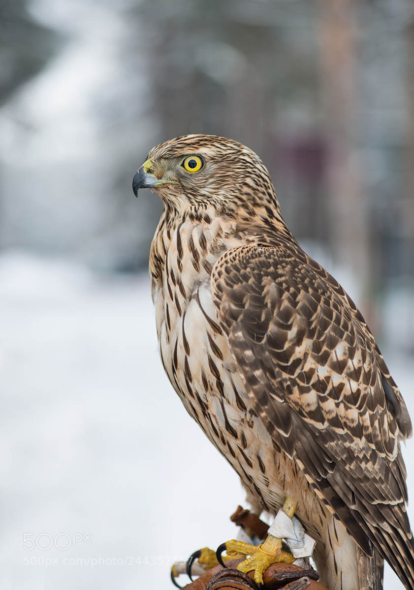Nikon D800 sample photo. сокол Джек Воробей ~ falcon of jack sparrow photography