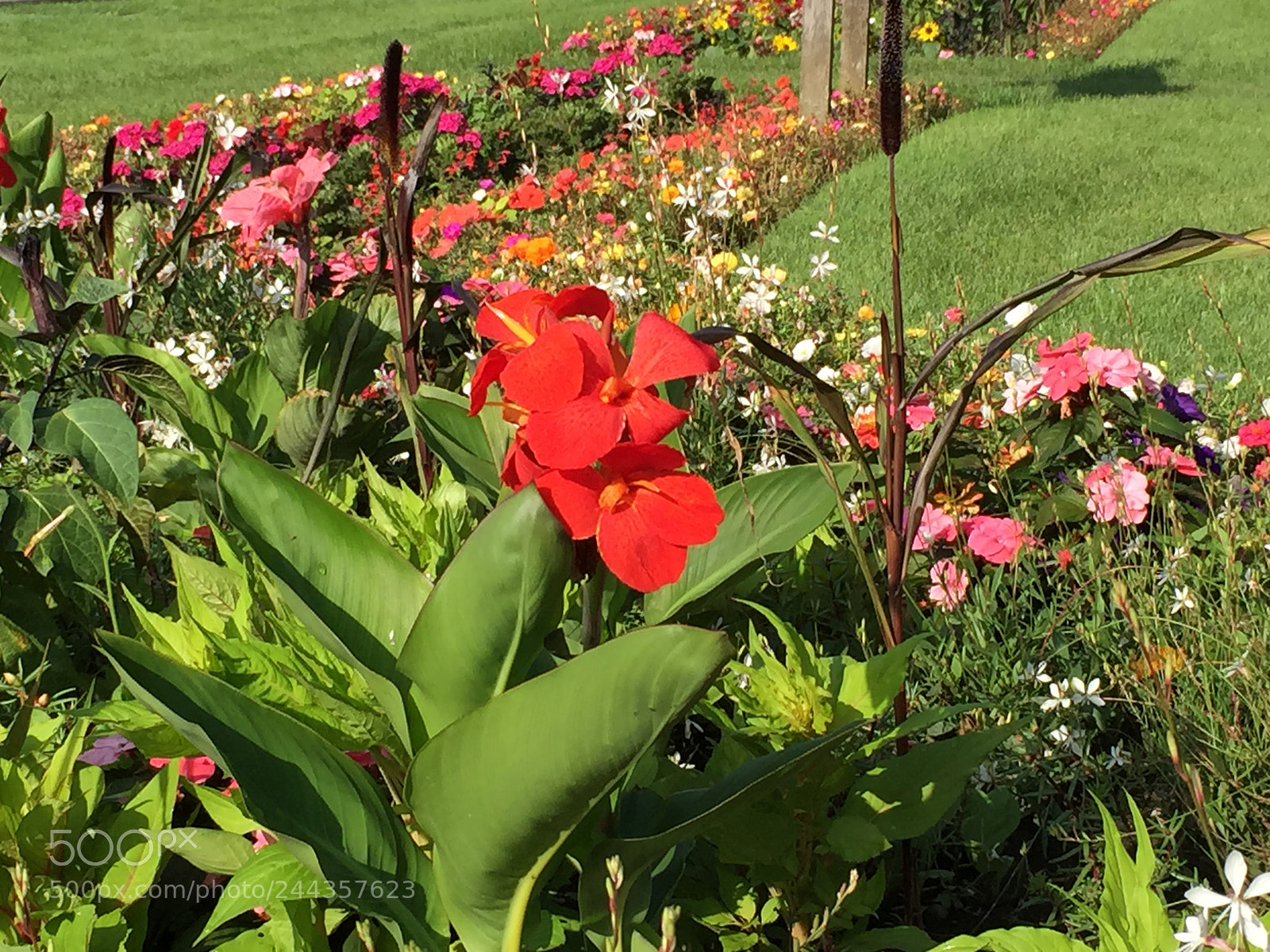 Apple iPhone 6 Plus sample photo. Untitled photography