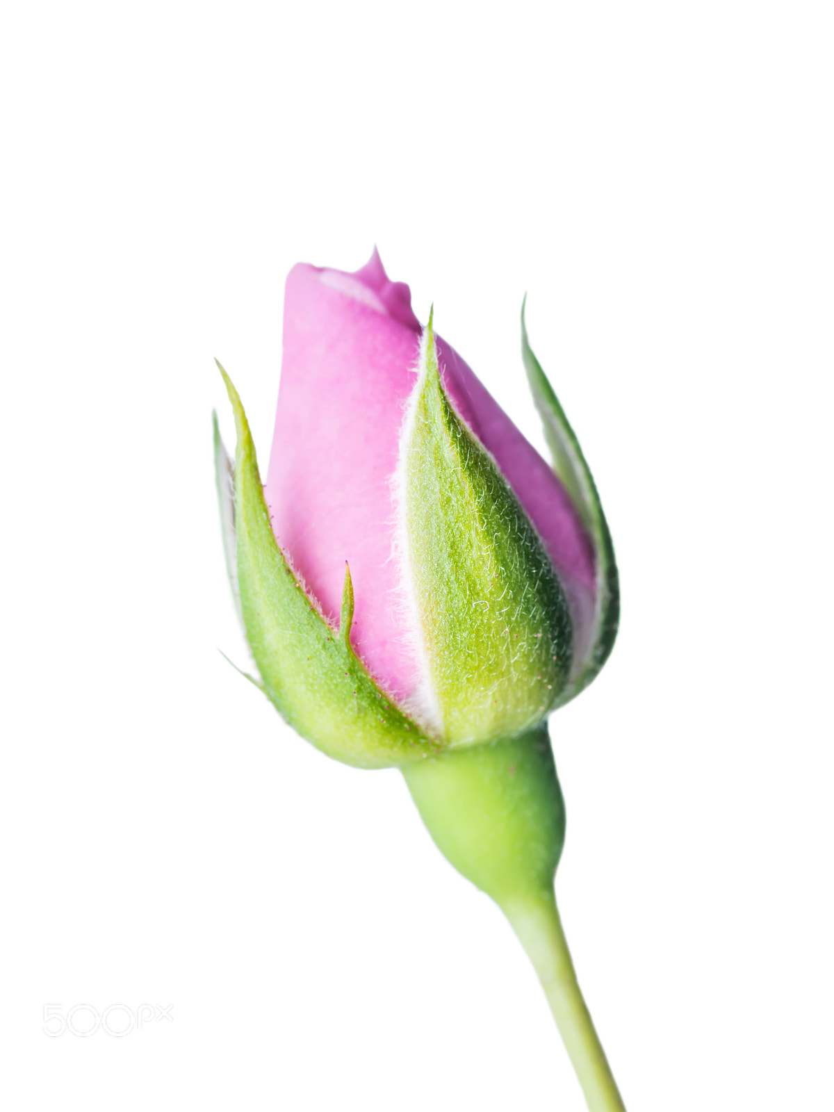 Pentax K-30 sample photo. Beautiful rose flower bud photography