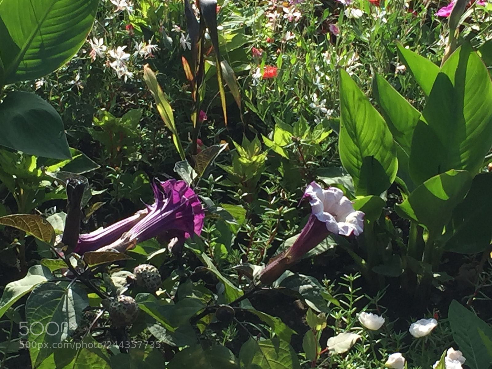 Apple iPhone 6 Plus sample photo. Untitled photography
