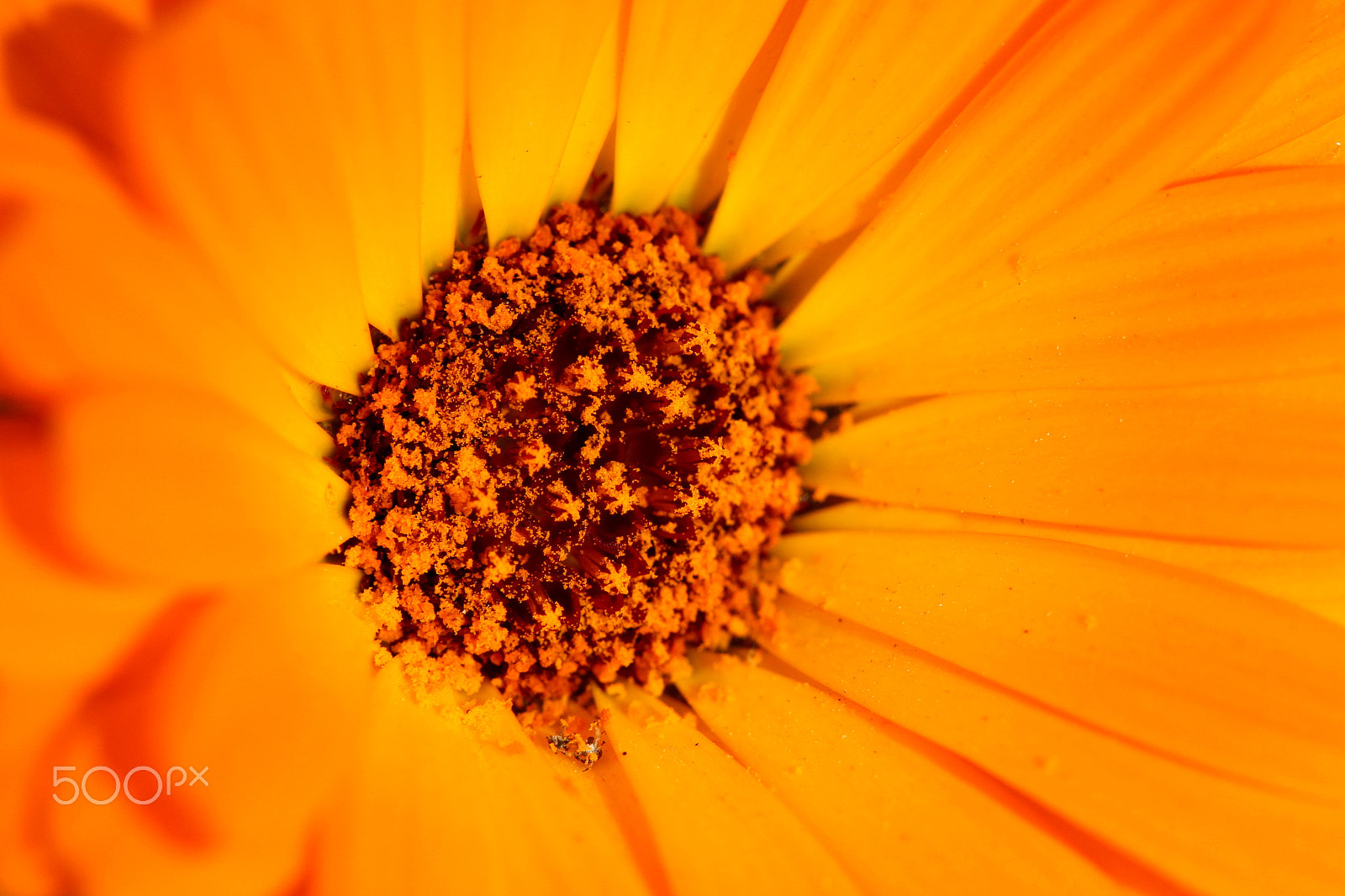 Canon EF 100mm F2.8 Macro USM sample photo. Oc photography