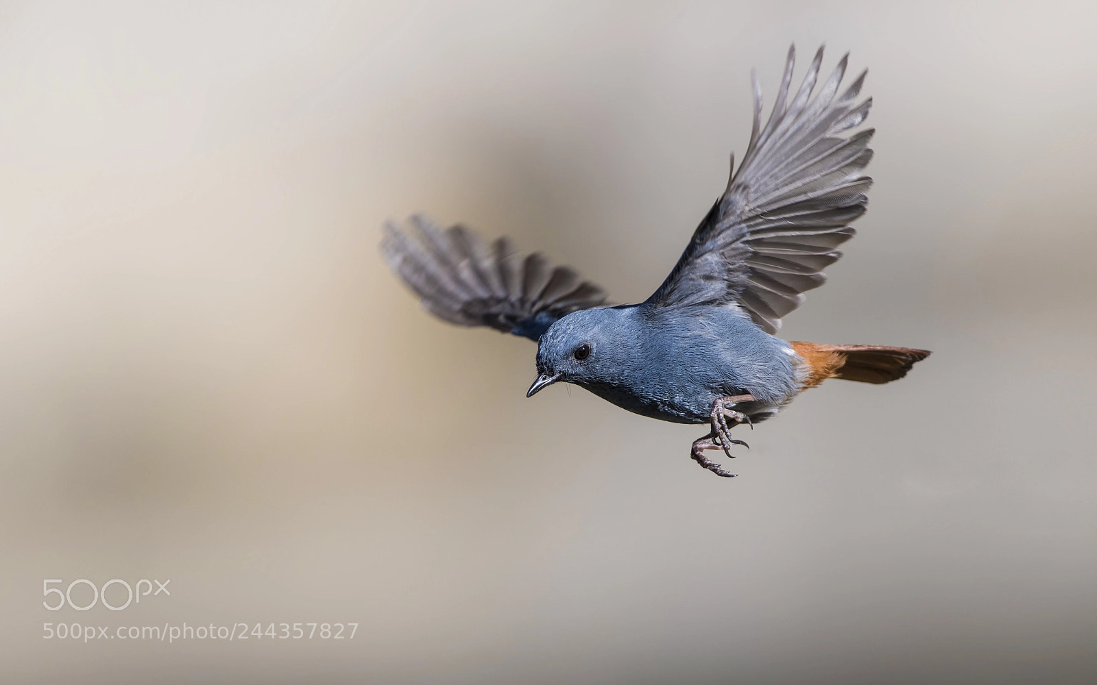 Nikon D850 sample photo. Pumbeous water redstart photography