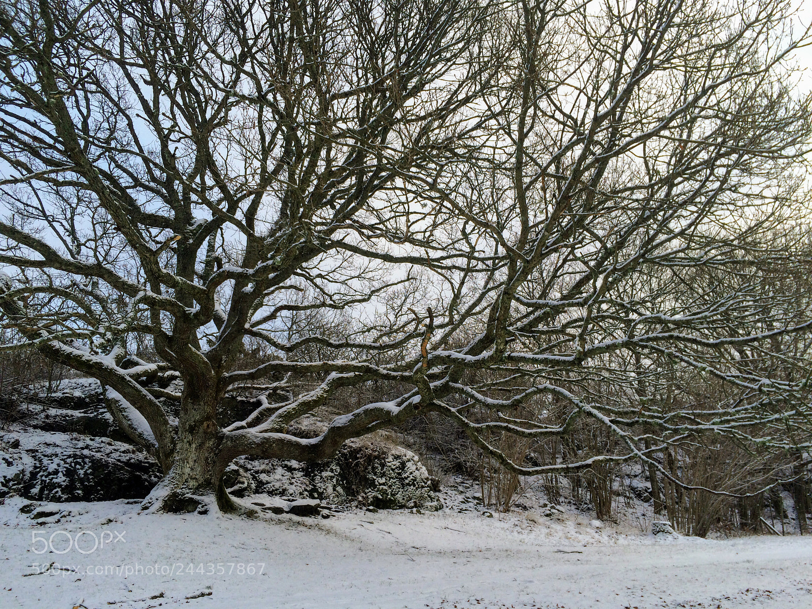 Apple iPhone 5s sample photo. Oak in winter photography