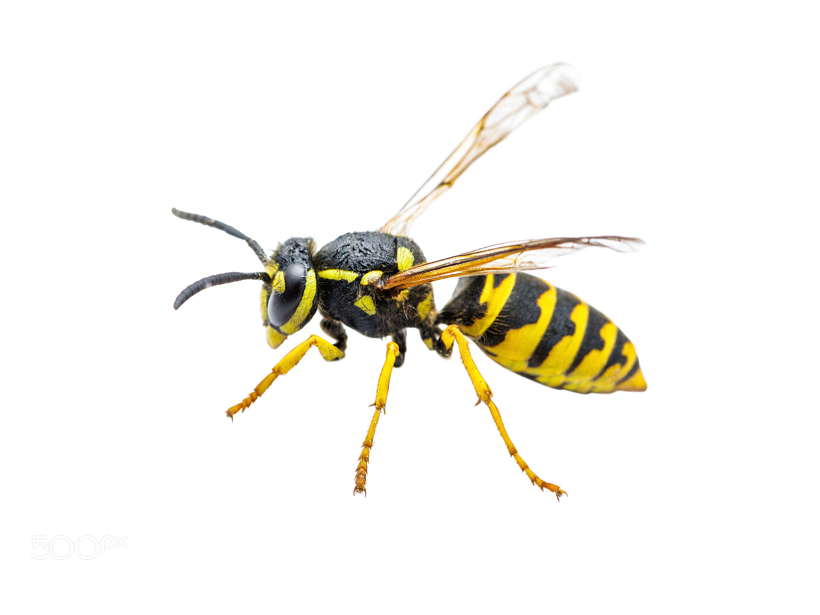 Nikon D800 sample photo. Yellow jacket wasp insect photography
