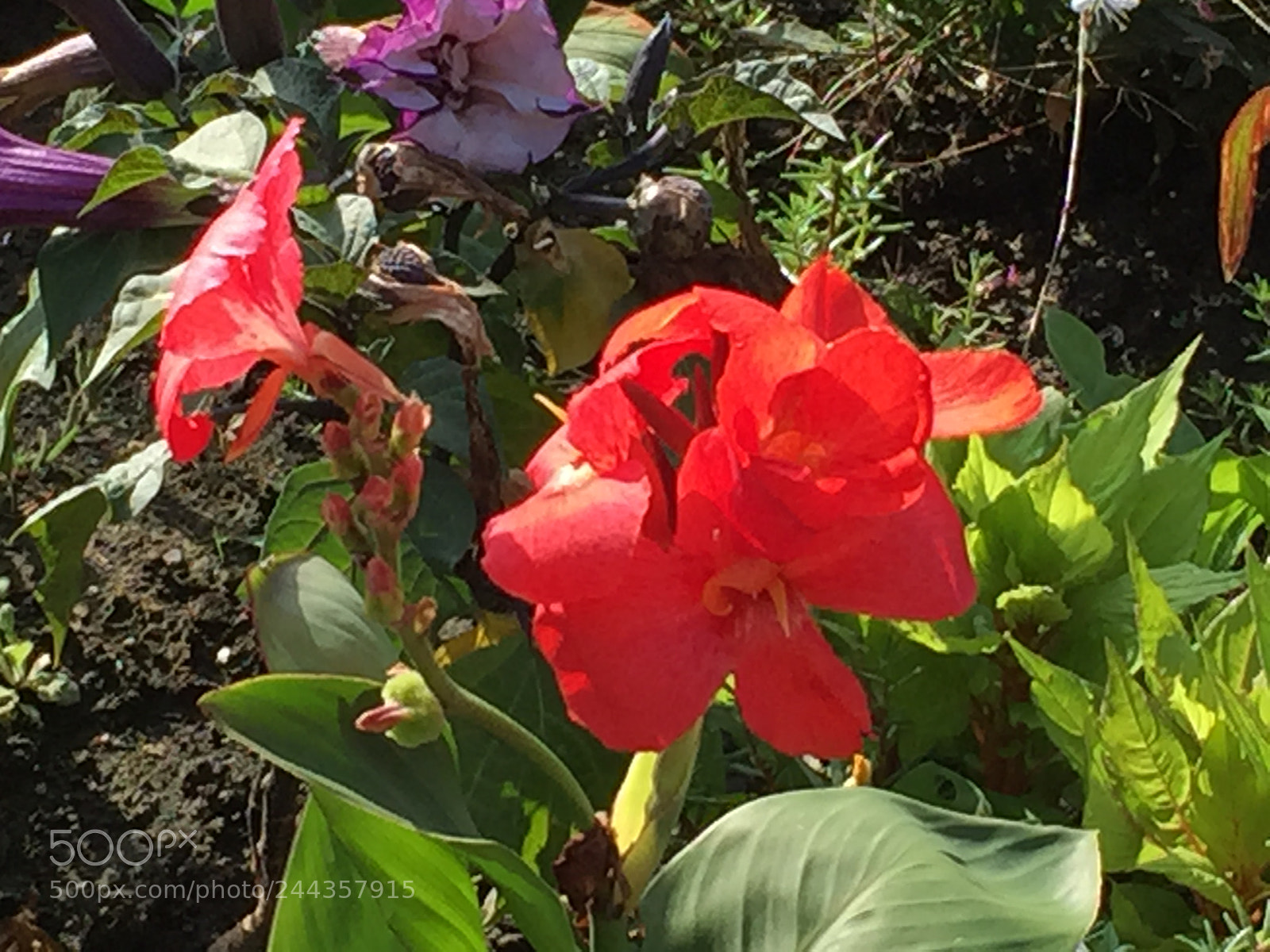 Apple iPhone 6 Plus sample photo. Untitled photography