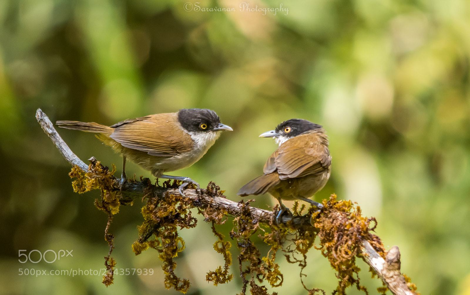Nikon D500 sample photo. Dark fronted babbler photography
