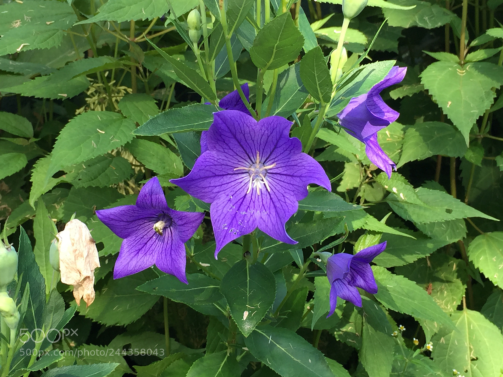 Apple iPhone 6 Plus sample photo. Untitled photography