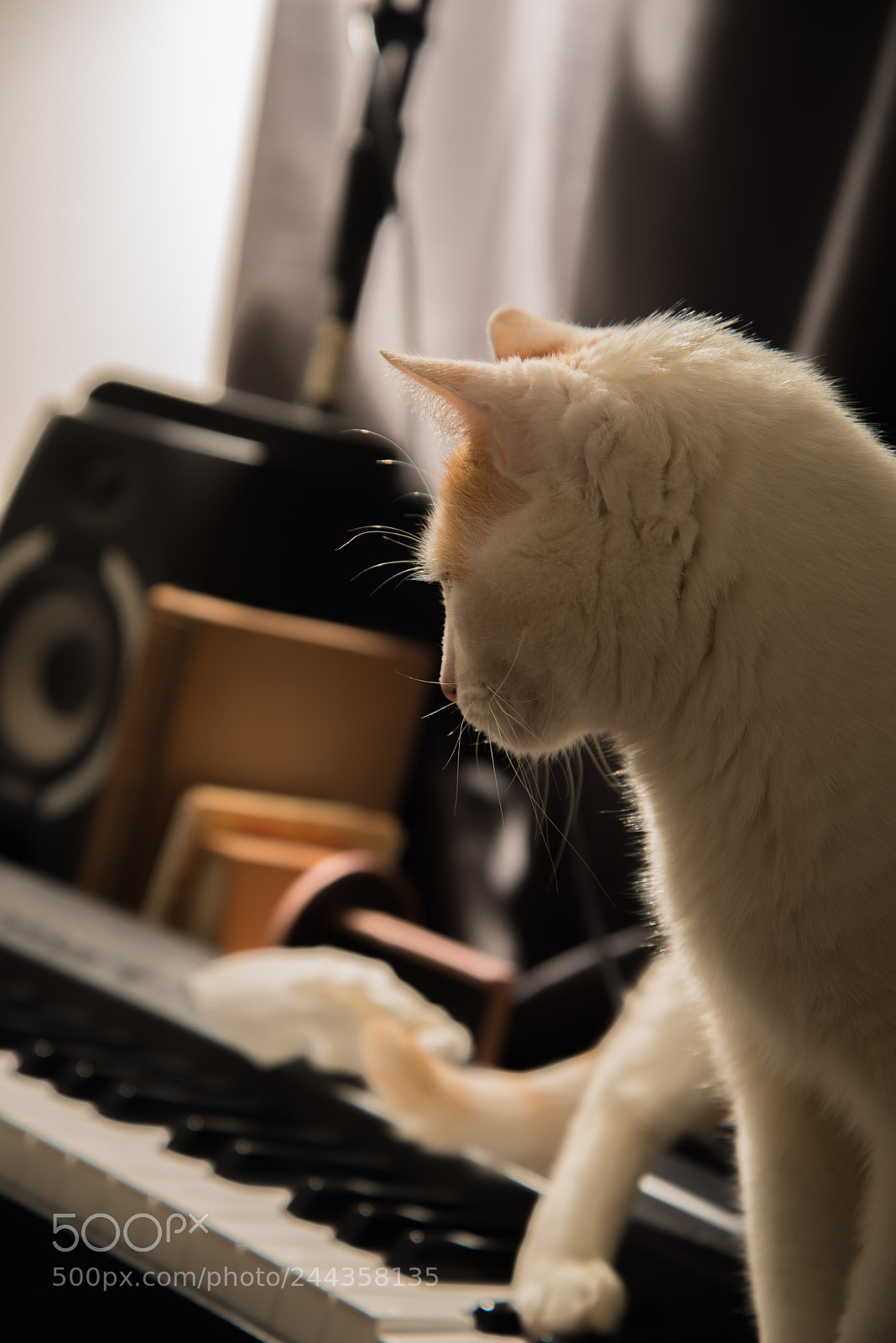Nikon D800 sample photo. Cat standing on keyboard photography