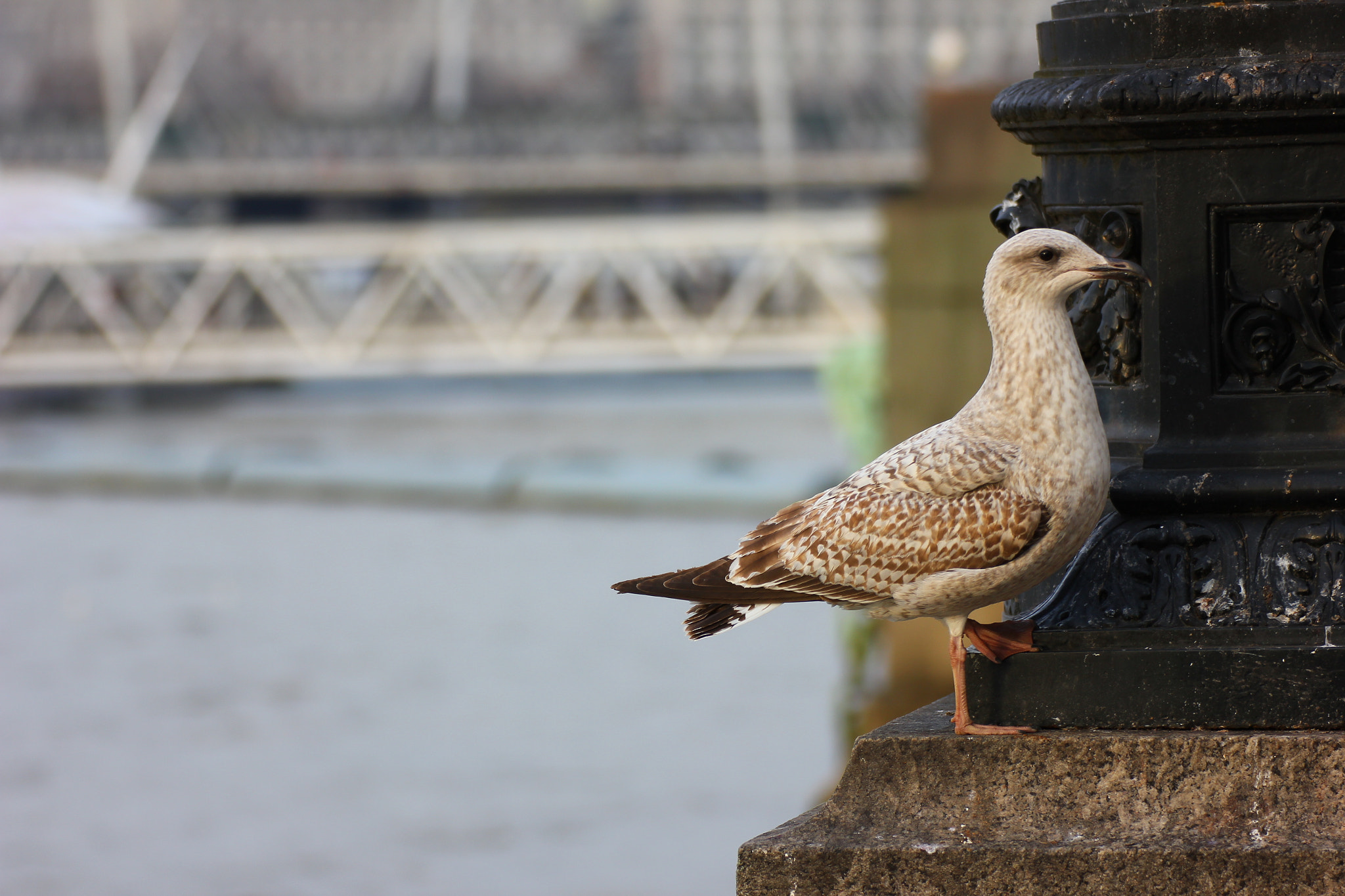 Canon EOS 550D (EOS Rebel T2i / EOS Kiss X4) sample photo. London seagull photography