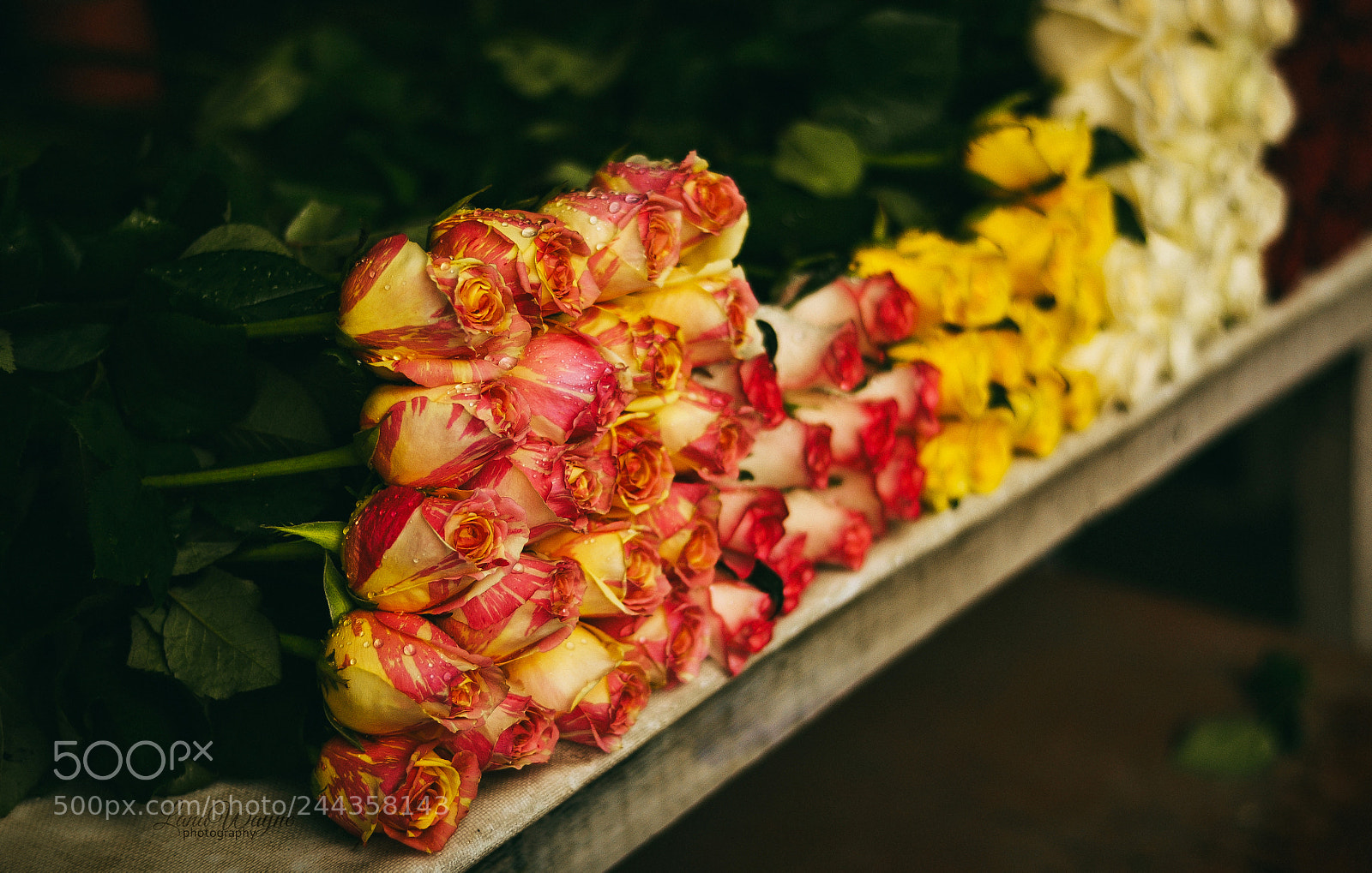 Nikon D3100 sample photo. Roses photography