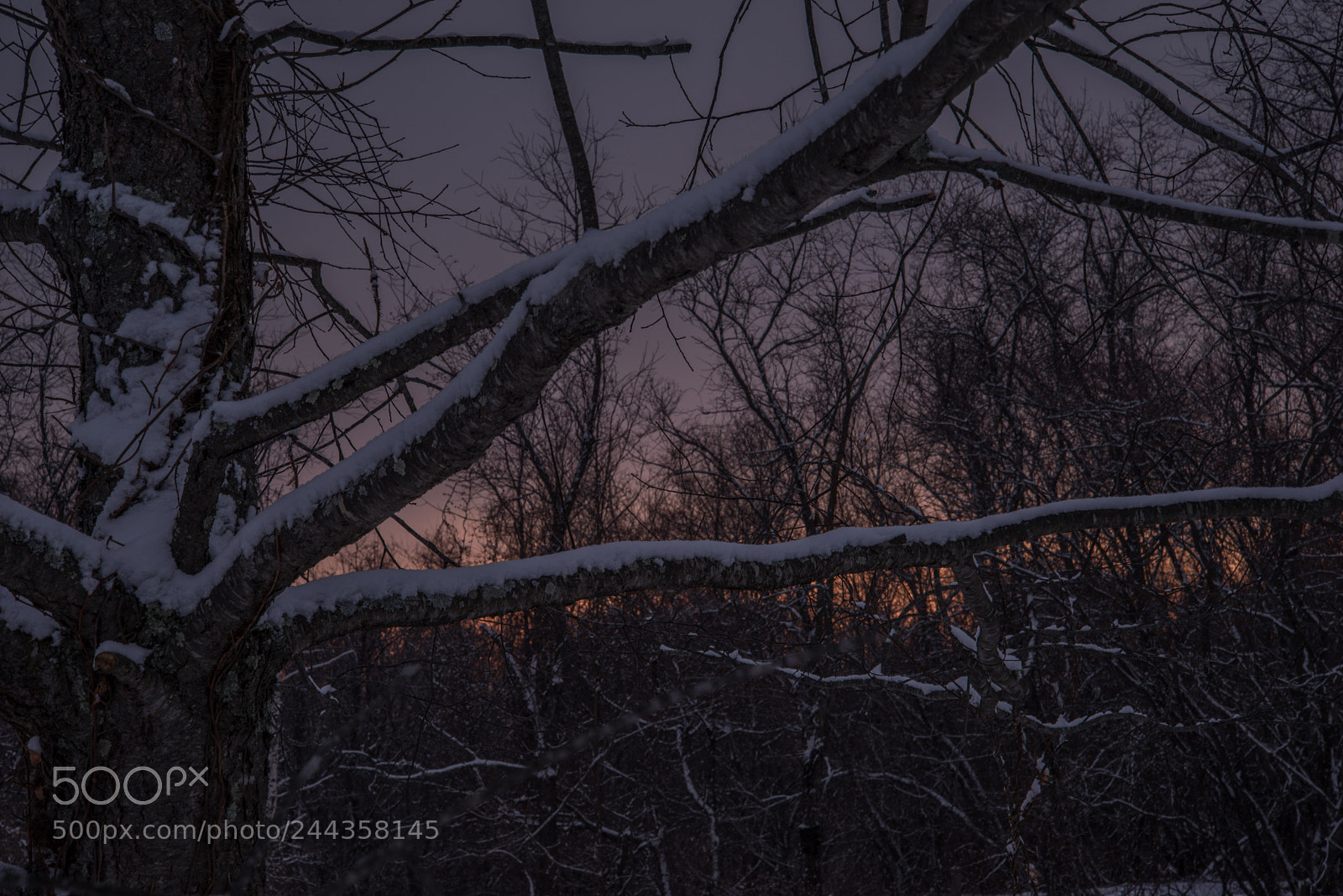 Nikon D800 sample photo. Snow winter tree sunset photography