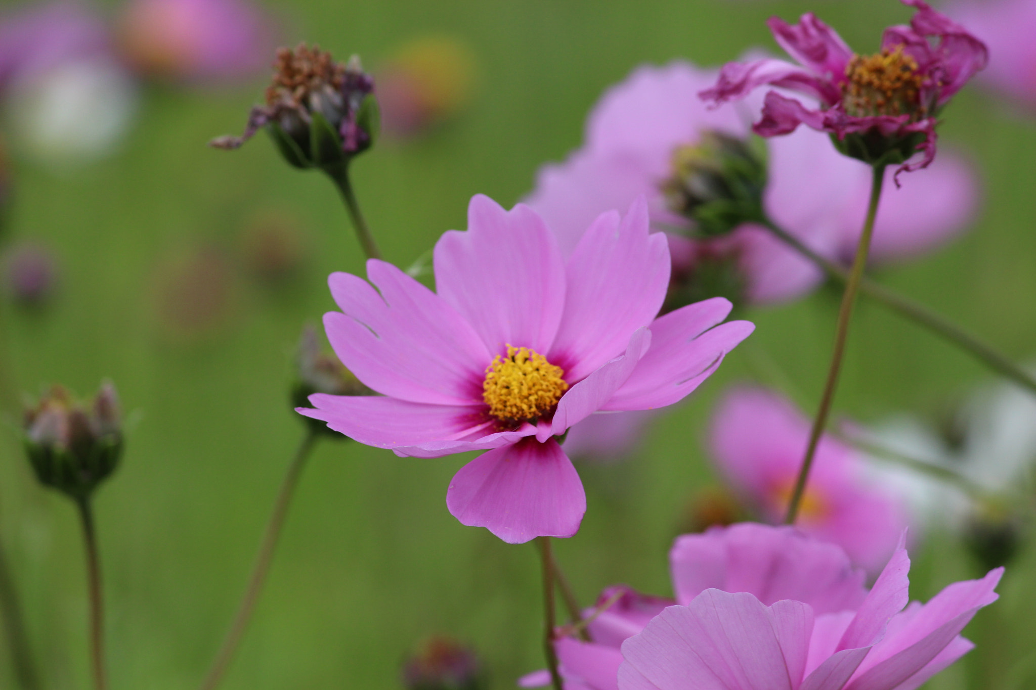 Canon EOS 100D (EOS Rebel SL1 / EOS Kiss X7) sample photo. Cosmos photography