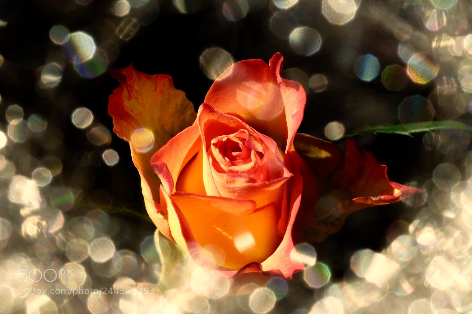 Fujifilm X-T1 sample photo. Rose photography
