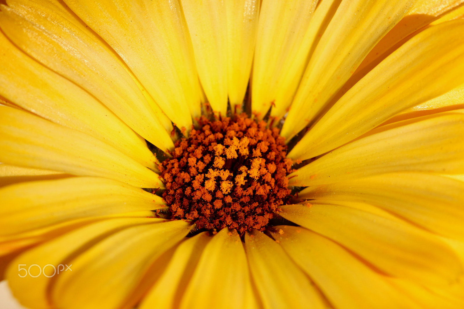 Canon EF 100mm F2.8 Macro USM sample photo. Yc photography