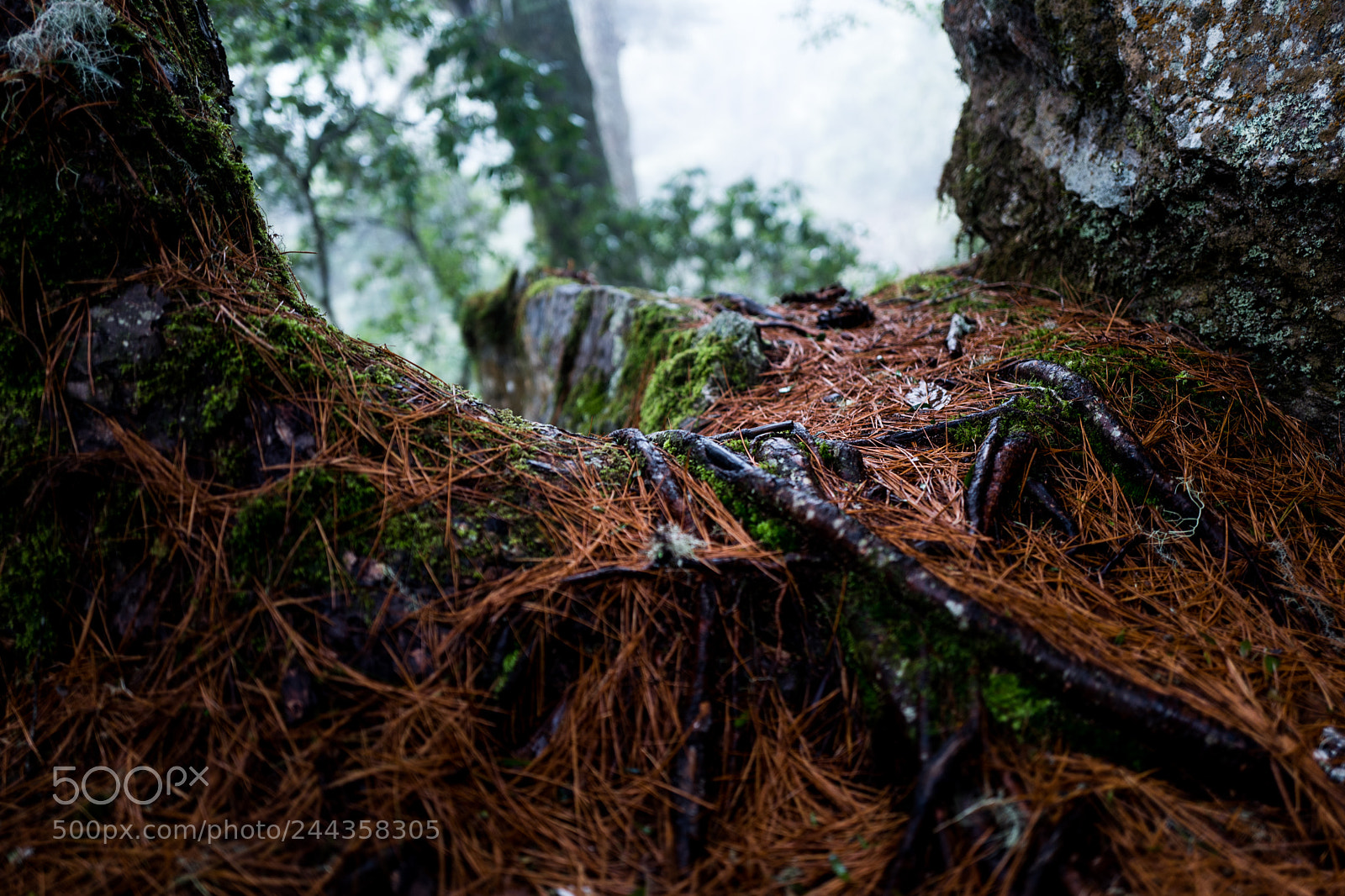 Leica Q (Typ 116) sample photo. Forest photography